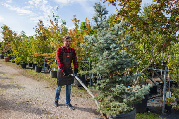 The Steps Involved in Our Tree Care Process in Soda Springs, ID